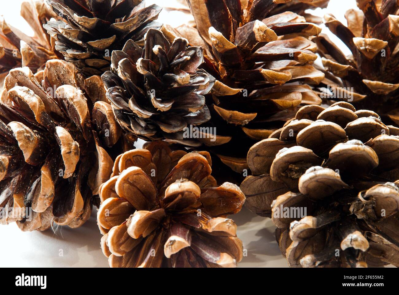 Pine cones isolated on white background Stock Photo - Alamy