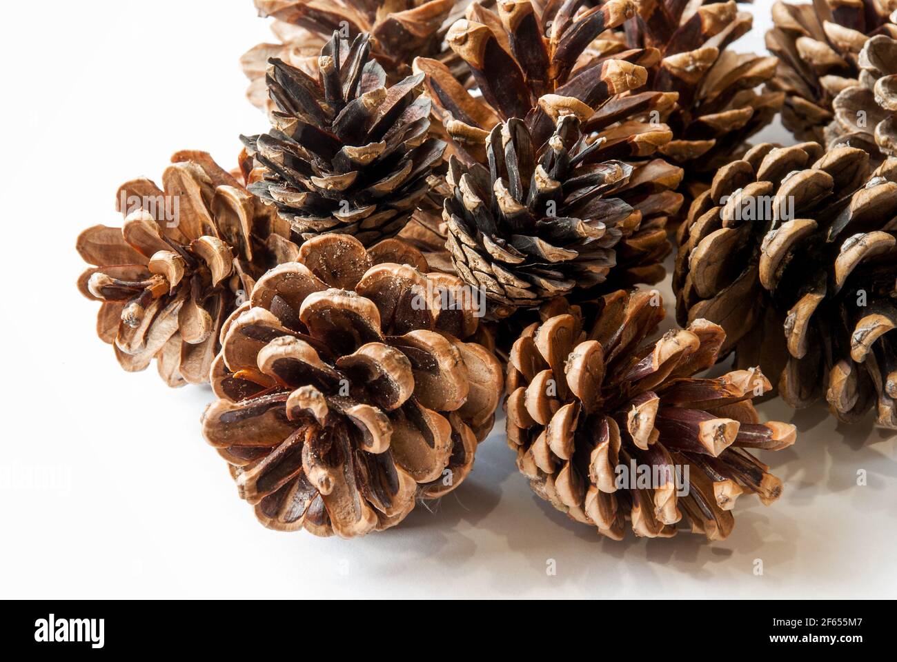 Pine cones isolated on white background Stock Photo - Alamy