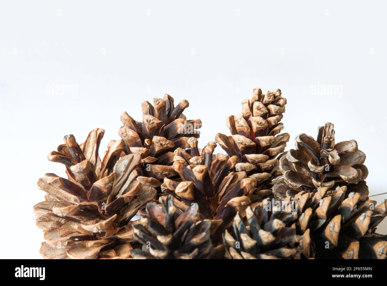 Pine cones isolated on white background Stock Photo - Alamy