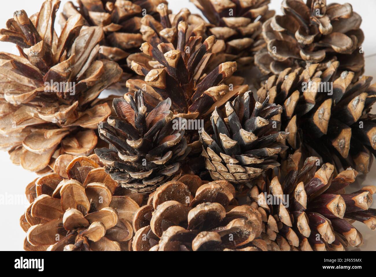 Pine cones isolated on white background Stock Photo - Alamy