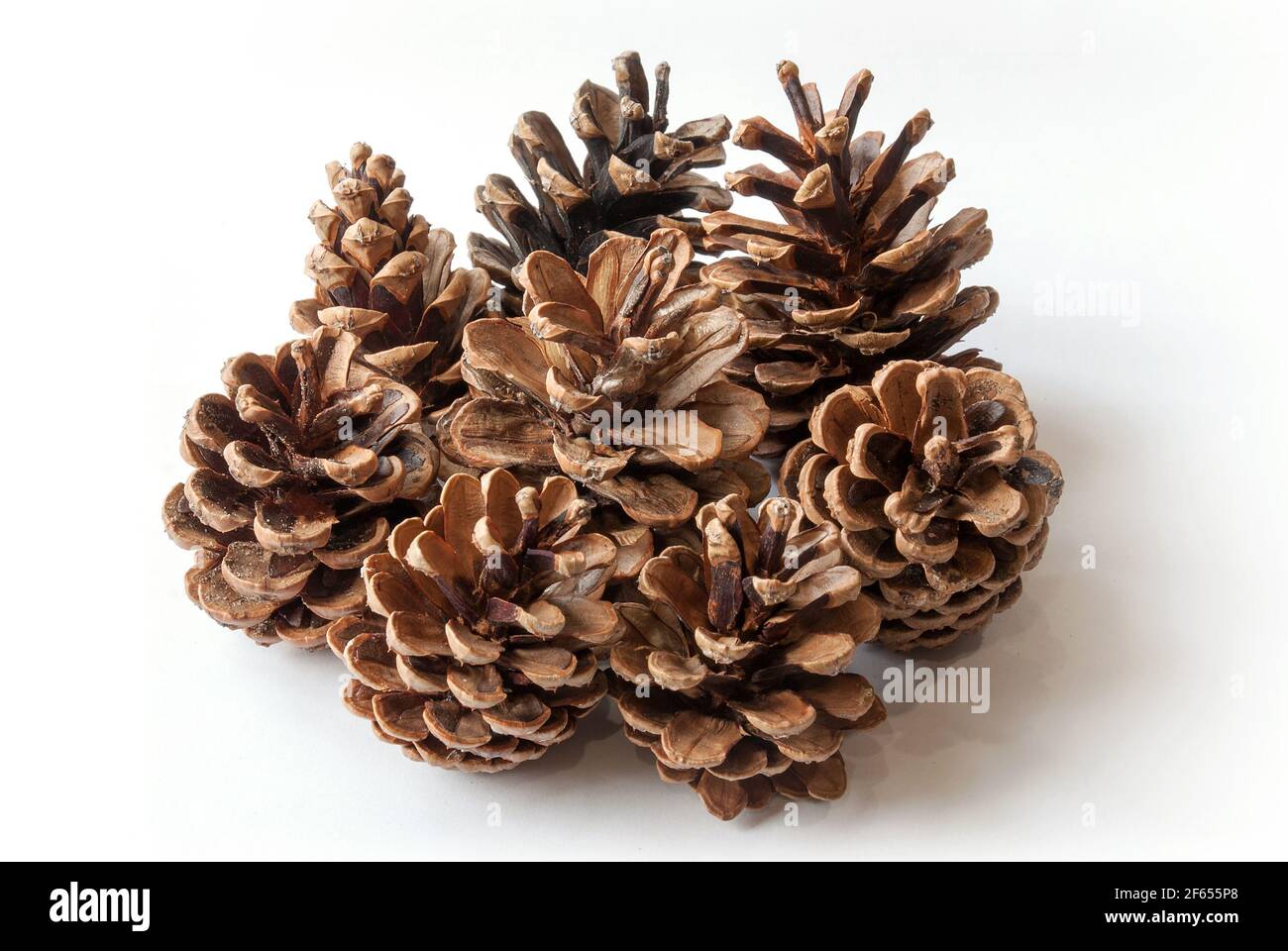 Pine cones isolated on white background Stock Photo - Alamy
