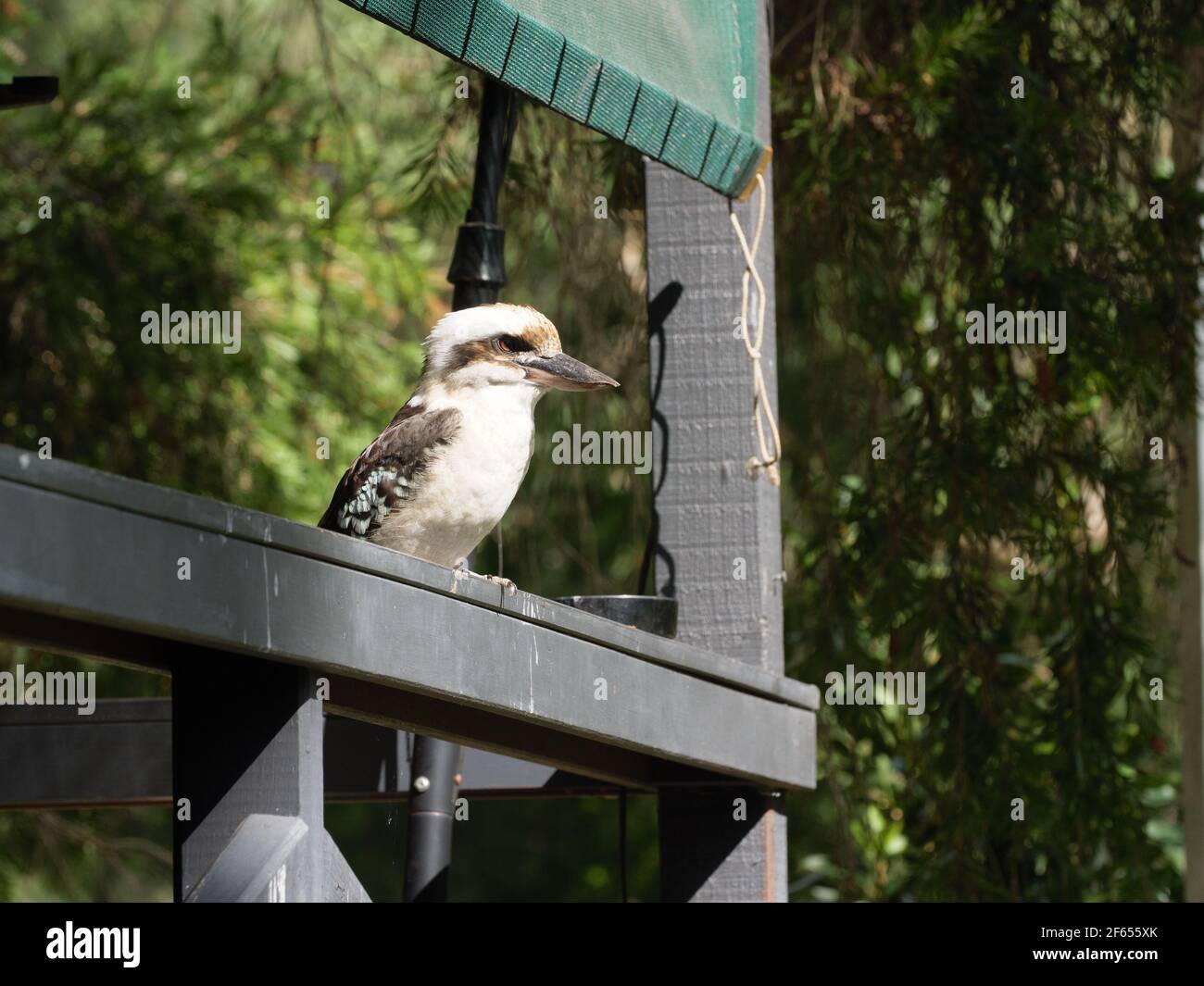 Australian Kookaburra on Dangar Island, NSW Stock Photo Alamy