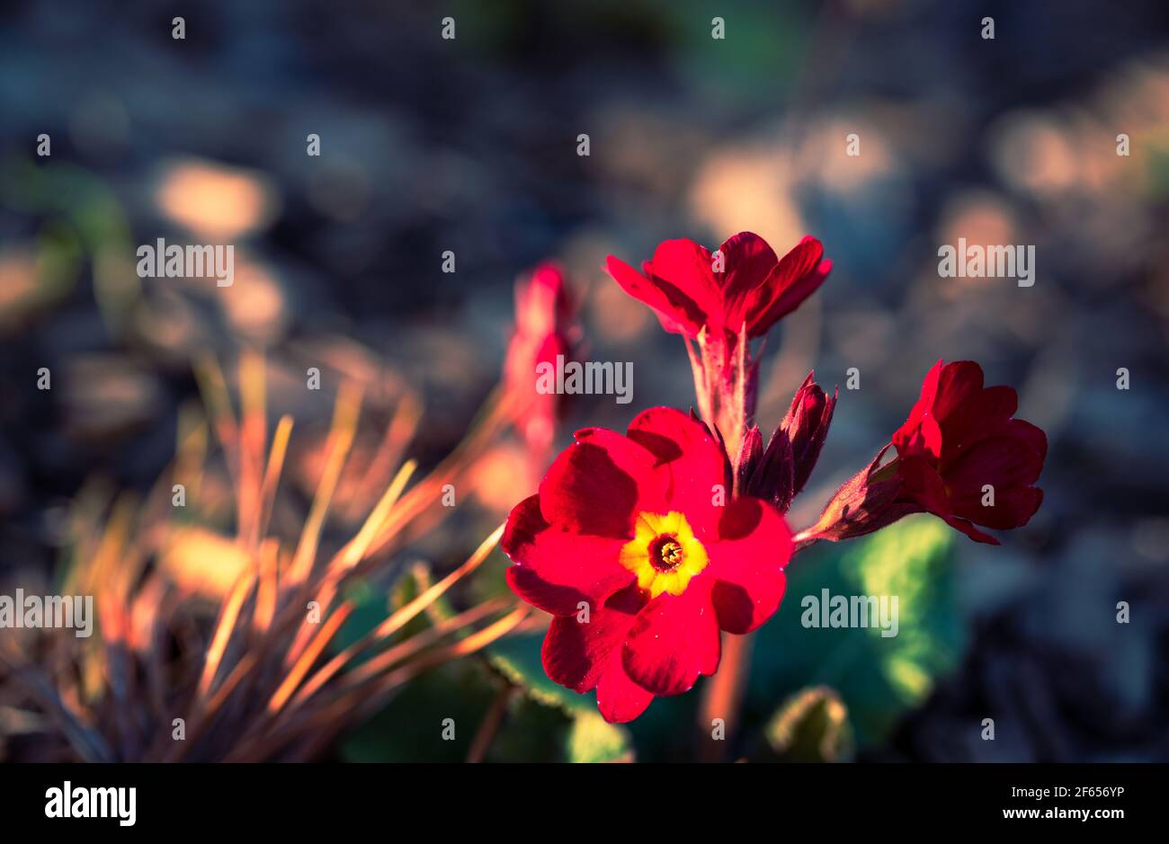 Park in sunshine hi-res stock photography and images - Alamy