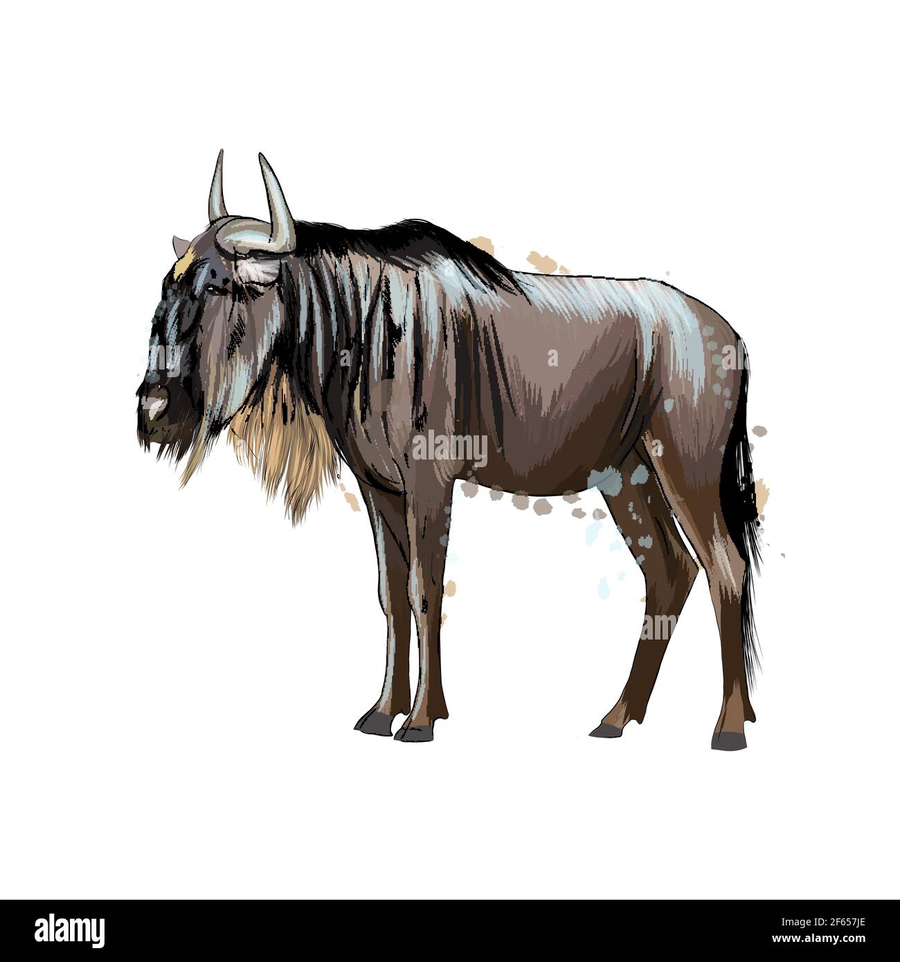 Wildebeest from a splash of watercolor, colored drawing, realistic. Vector illustration of paints Stock Vector