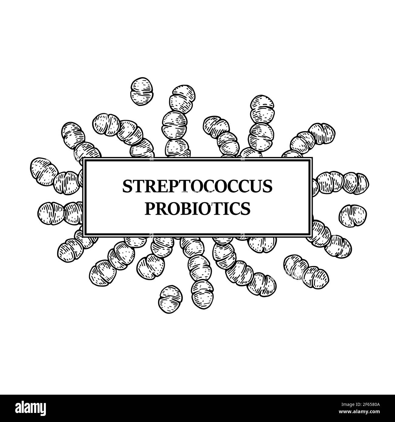 Hand drawn probiotic streptococcus bacteria frame. Design for packaging and medical information. Vector illustration in sketch style Stock Vector