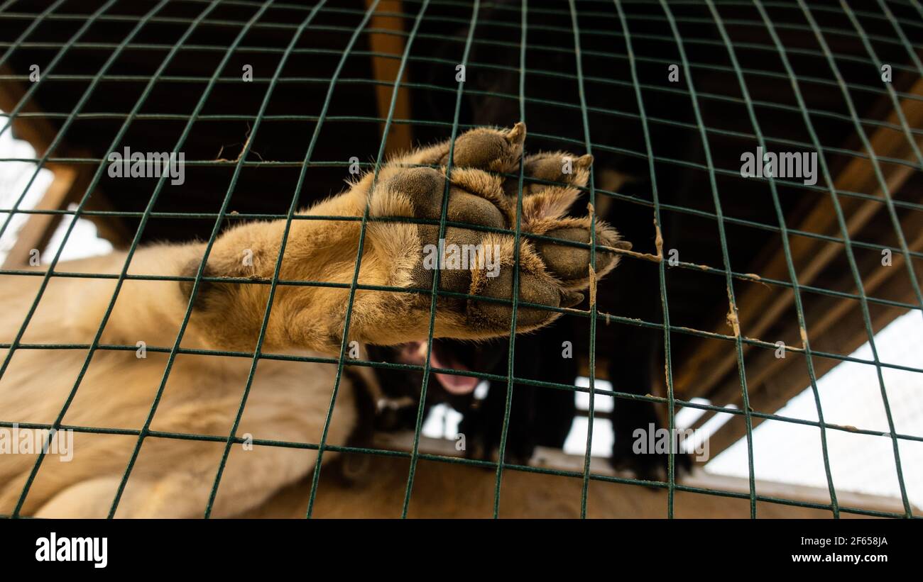 Dog's Paw on Fence, animal's rights concept, street dogs Stock Photo