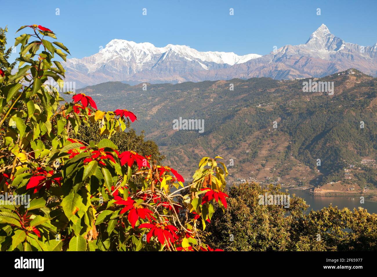 mount Annapurna with red flowers, Annapurna Himal, Nepal Himalayas mountains Stock Photo