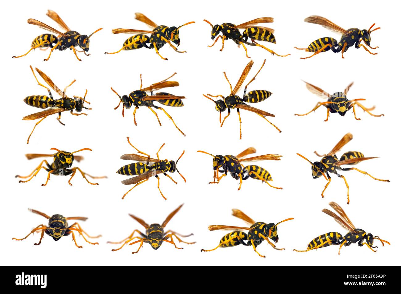 Set of European wasp German wasp or German yellow jacket isolated on white  background in latin Vespula germanica Stock Photo - Alamy