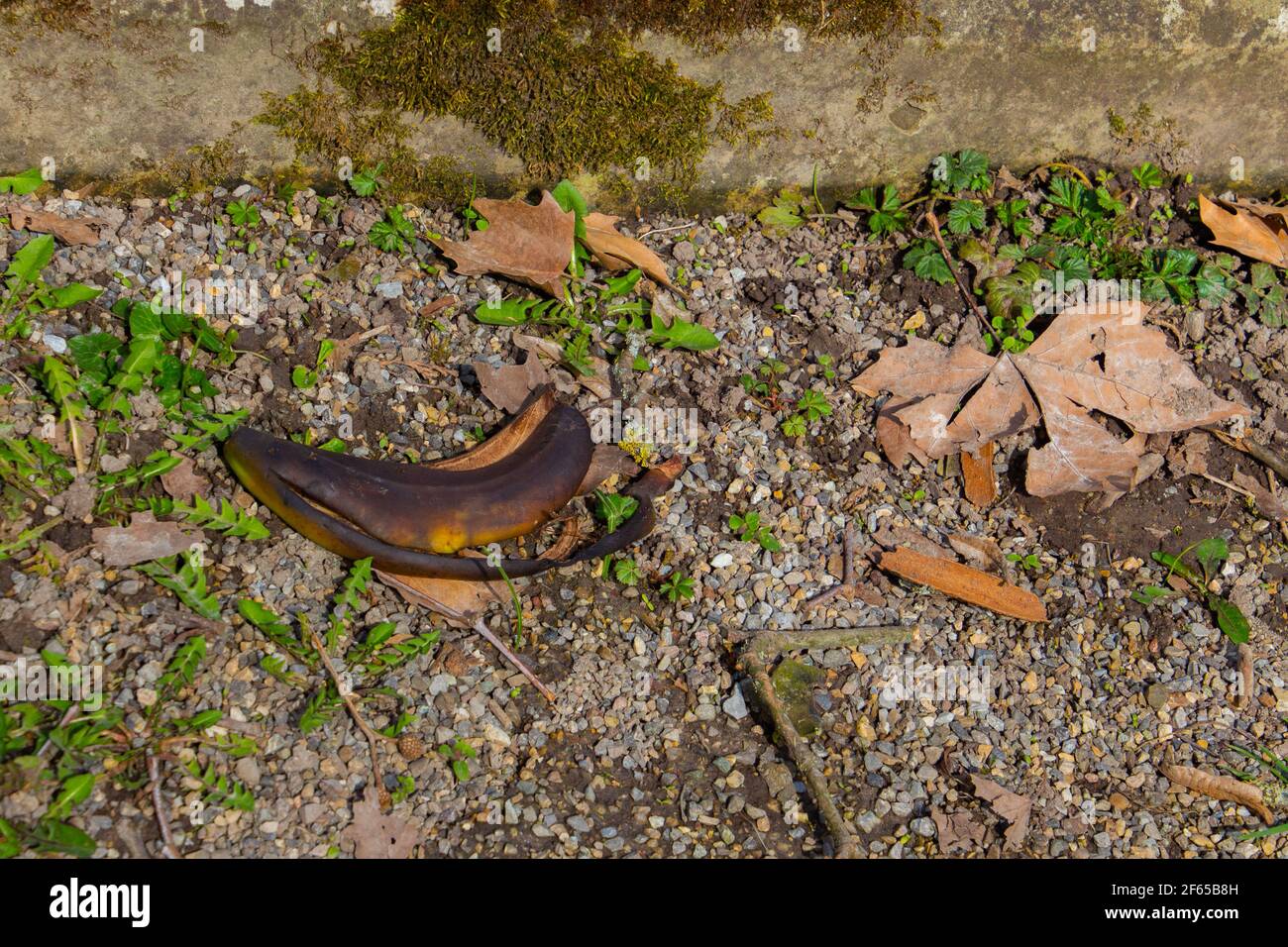 Old brown banana peel laying on a gravel footpath Stock Photo