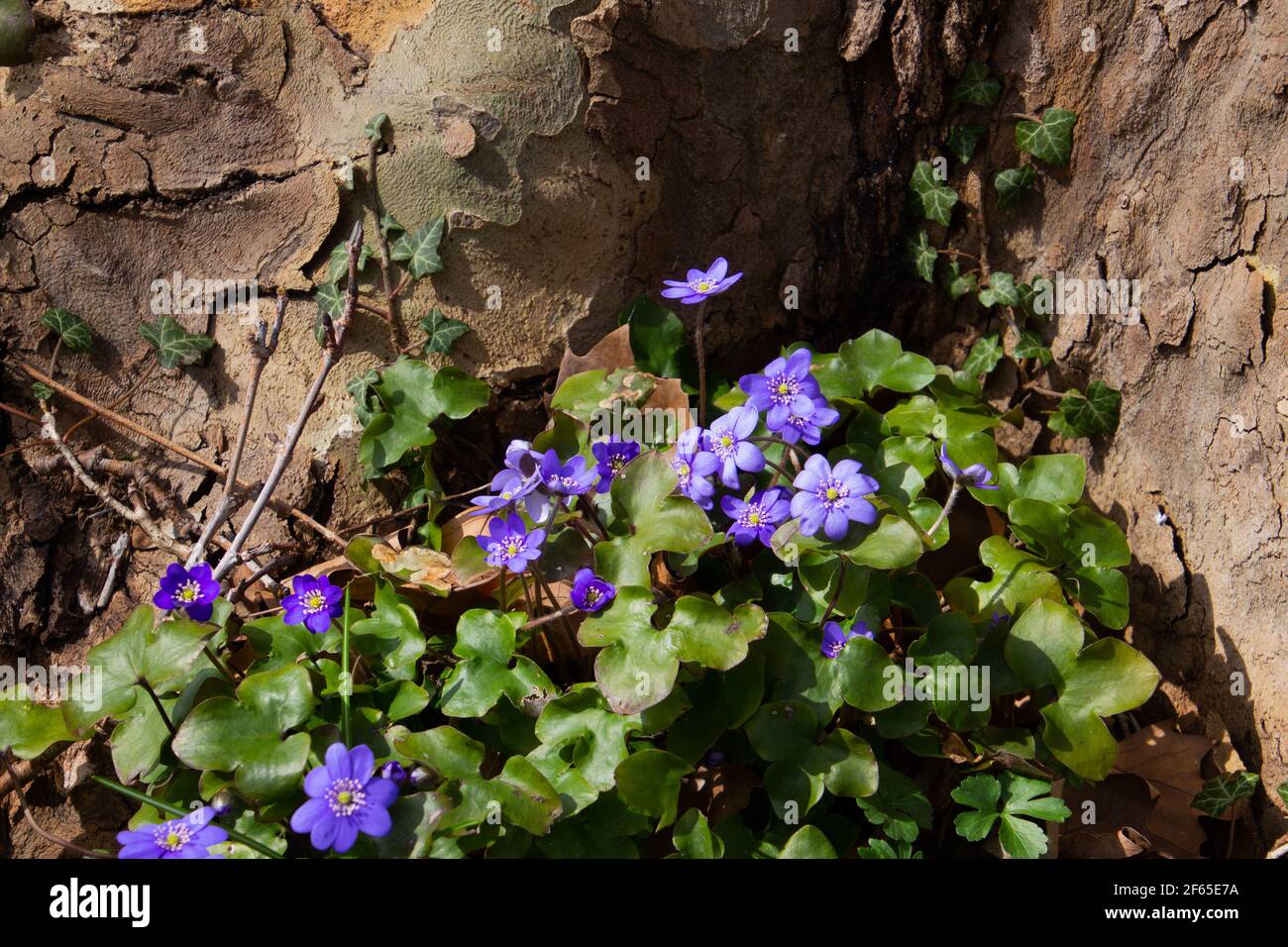 Blue liverwort growing near a tree trunk of a plane tree, also called Anemone hepatica, Platanus acerifolia Stock Photo