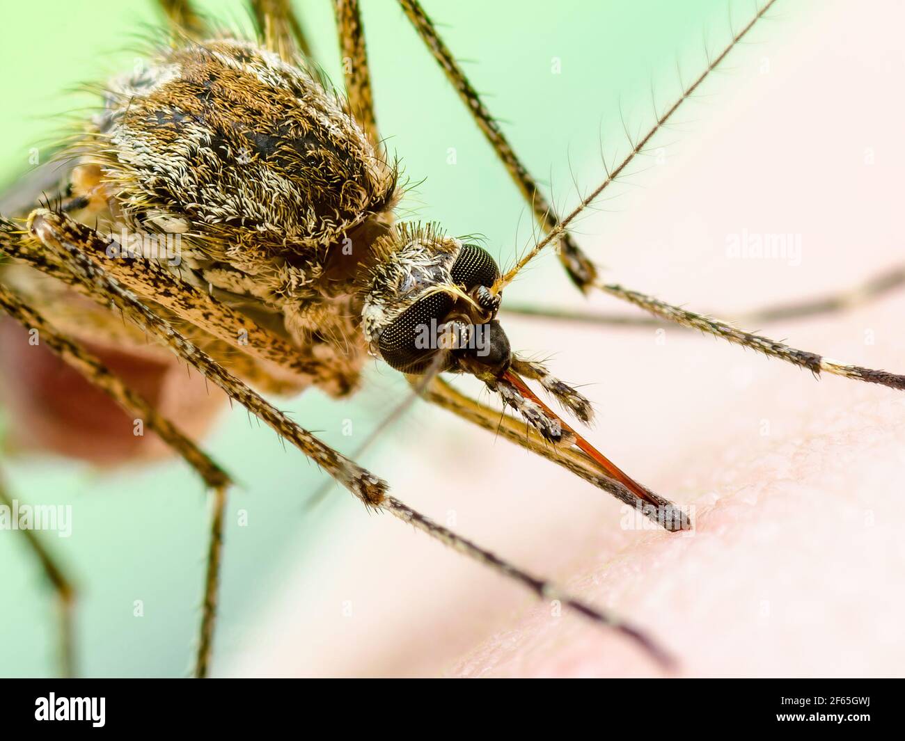 Zika Infected Mosquito Bite. Leishmaniasis, Encephalitis, Yellow Fever