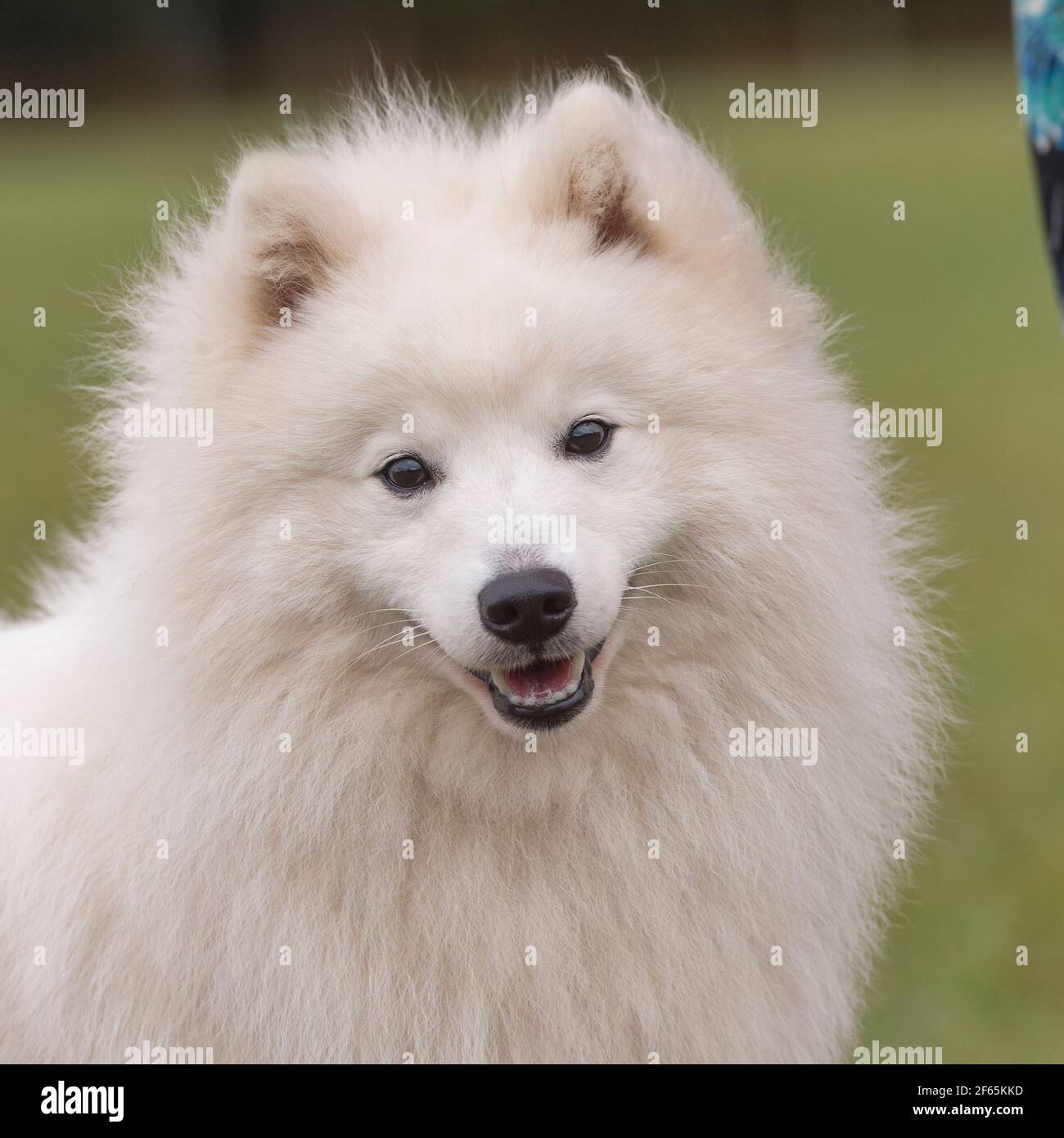 american eskimo dog Stock Photo