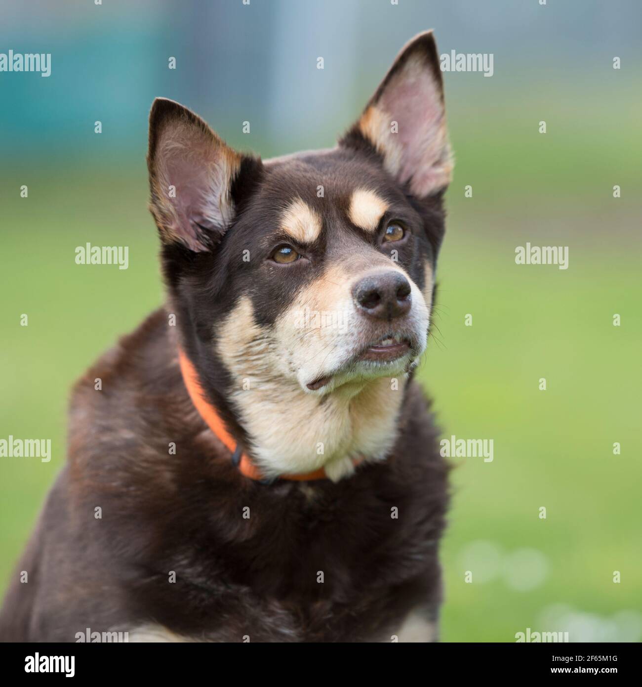 Kelpie hi-res stock photography and images - Alamy