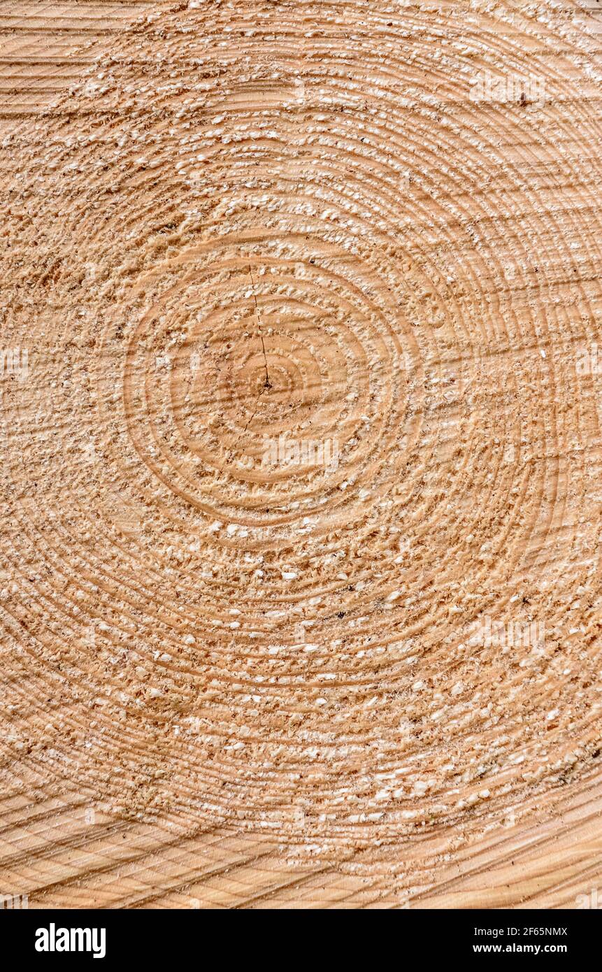 Close-up of cross-section growth rings of a felled tree, fine details ...