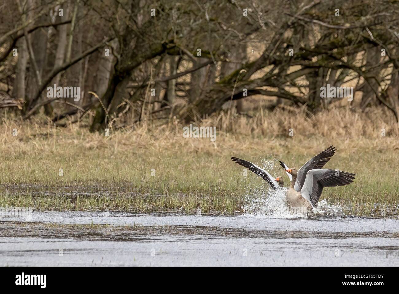 Egyptian goose or also called nil goose landing in a little pond called Mönchbruchweiher in the Mönchbruch natural reserve next to Frankfurt in Hesse. Stock Photo