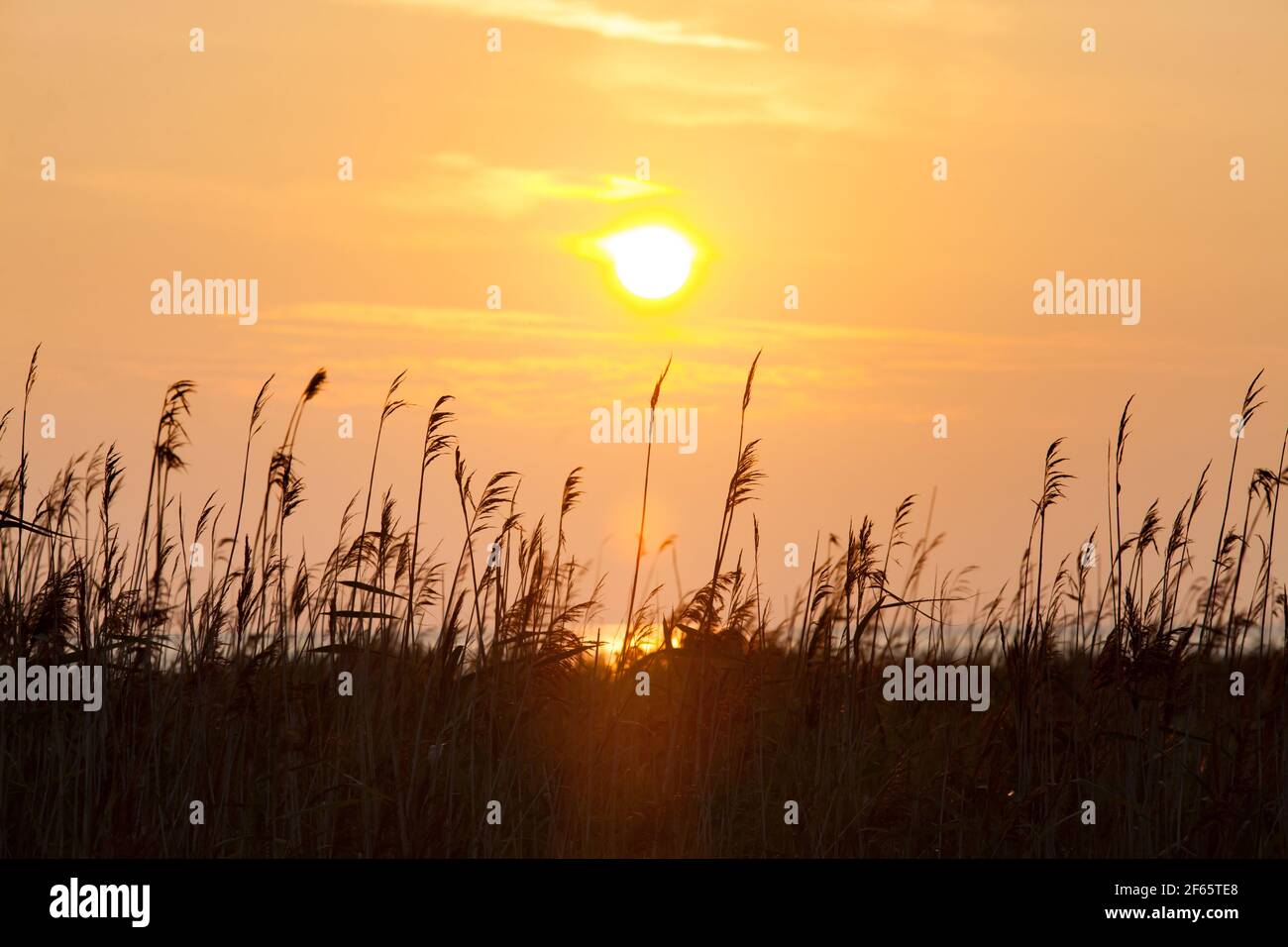 Silhouette of grass and sea water on yellow sky with sun disk on sunset. Estonia. Saaremaa island Stock Photo