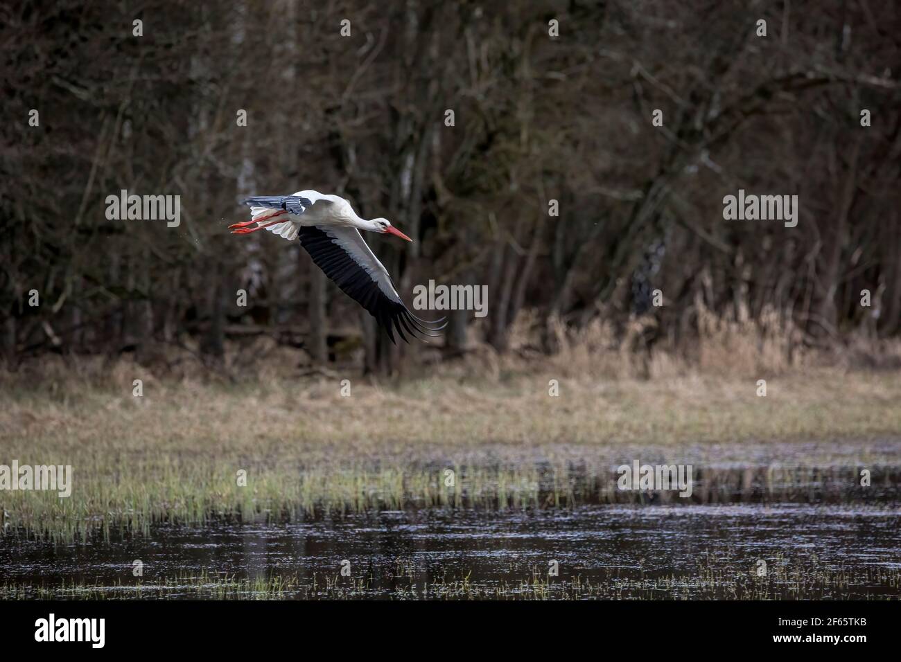 Stork flying over a wet meadow at a little pond called Mönchbruchweiher in the Mönchbruch natural reserve next to Frankfurt in Hesse, Germany. Stock Photo