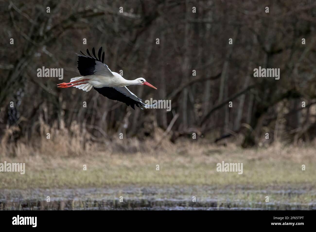 Stork flying over a wet meadow at a little pond called Mönchbruchweiher in the Mönchbruch natural reserve next to Frankfurt in Hesse, Germany. Stock Photo
