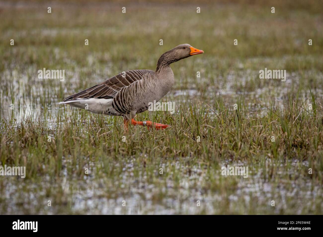 Greylag goose walking through a wet meadow at a little pond called Mönchbruchweiher in the Mönchbruch natural reserve next to Frankfurt in Hesse. Stock Photo