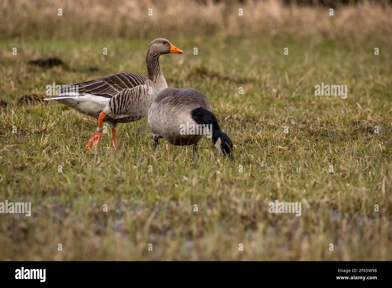 Greylag goose walking through a wet meadow at a little pond called Mönchbruchweiher in the Mönchbruch natural reserve next to Frankfurt in Hesse. Stock Photo