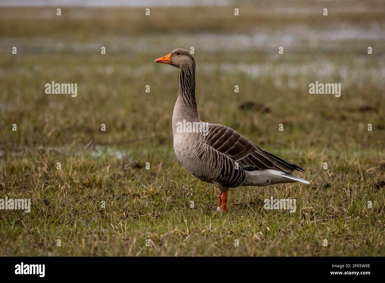 Greylag goose walking through a wet meadow at a little pond called Mönchbruchweiher in the Mönchbruch natural reserve next to Frankfurt in Hesse. Stock Photo