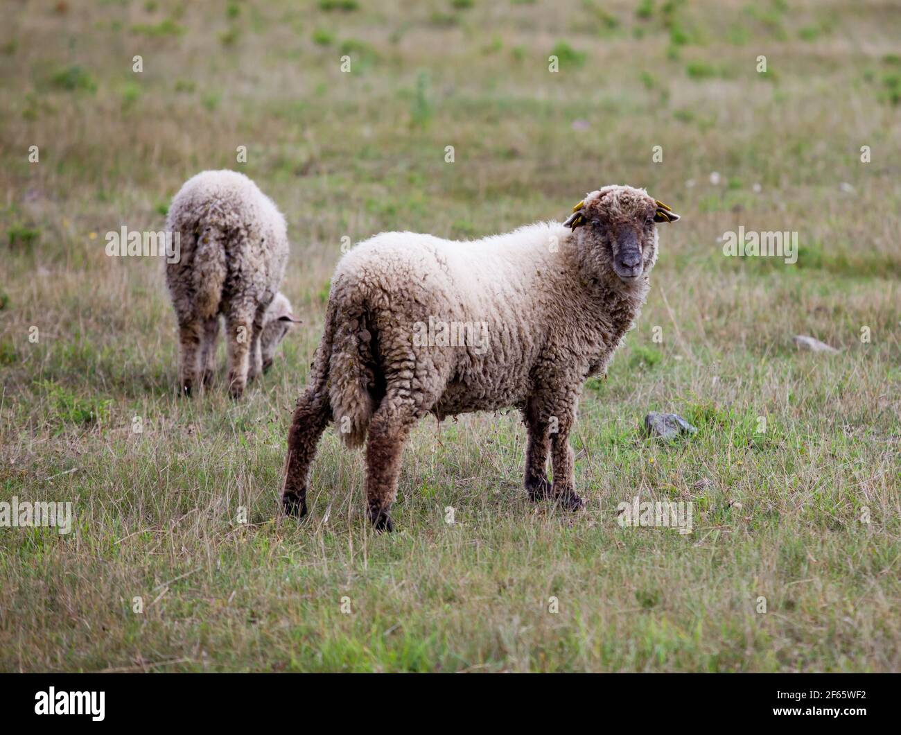 Two long-tail and long-wool sheep on field. Estonian rural view Stock Photo  - Alamy