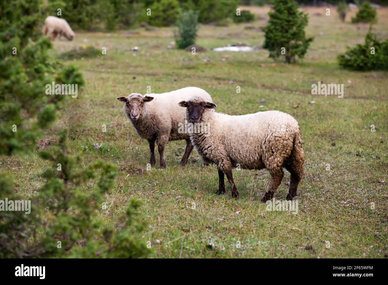 Two grey long-wool sheeps (lambs) on green grass field with juniper trees. Stock Photo