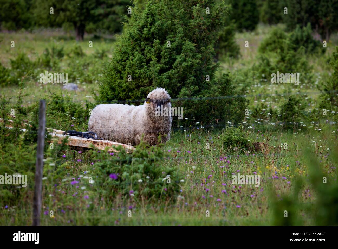 Grey hairy long-wool and long-tail sheep (lamb) in green juniper shrub ...