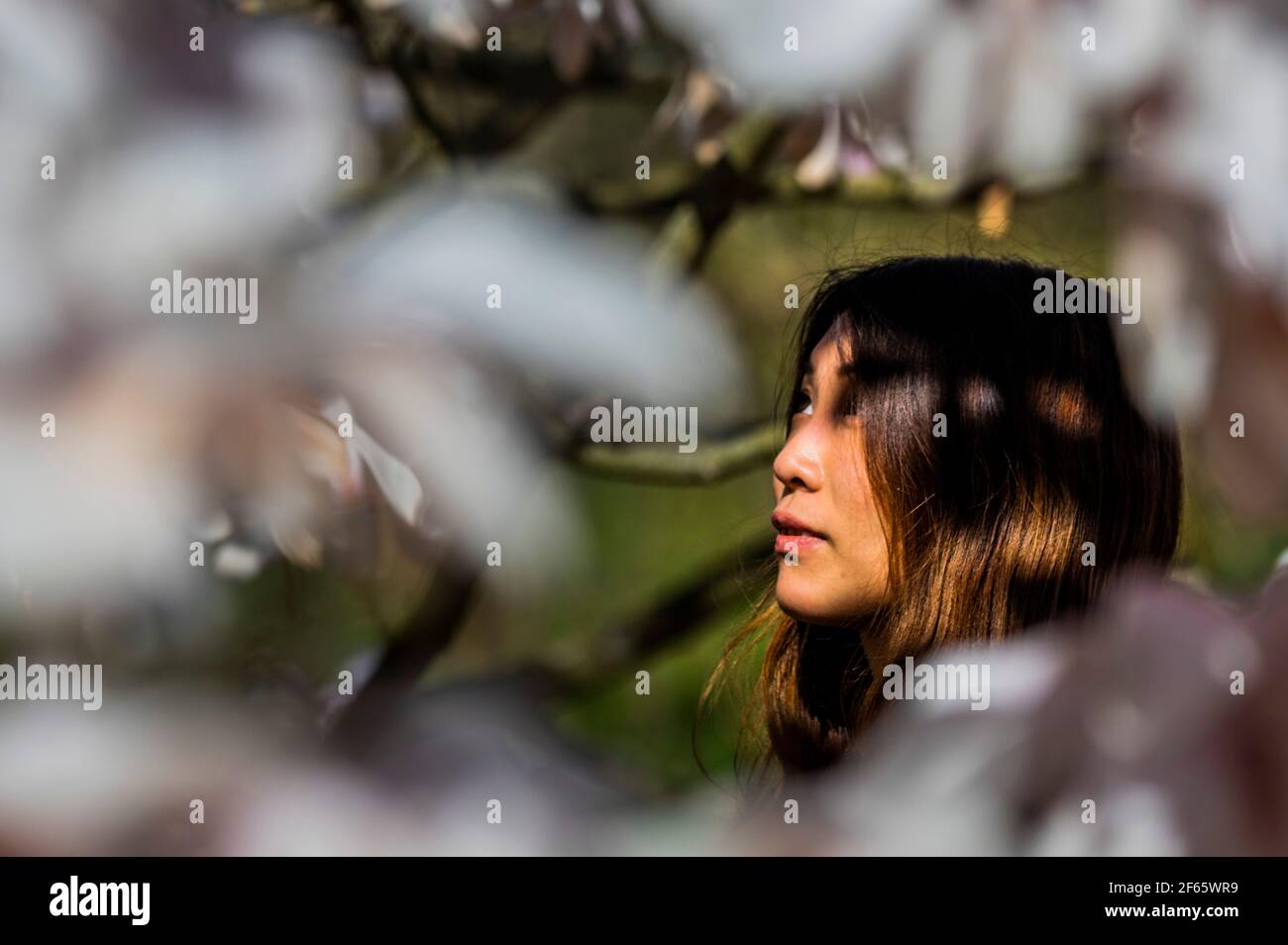 London, UK. 30th Mar, 2021. Spring sun in Kew gardens with the magnolia Blossom out. Credit: Guy Bell/Alamy Live News Stock Photo
