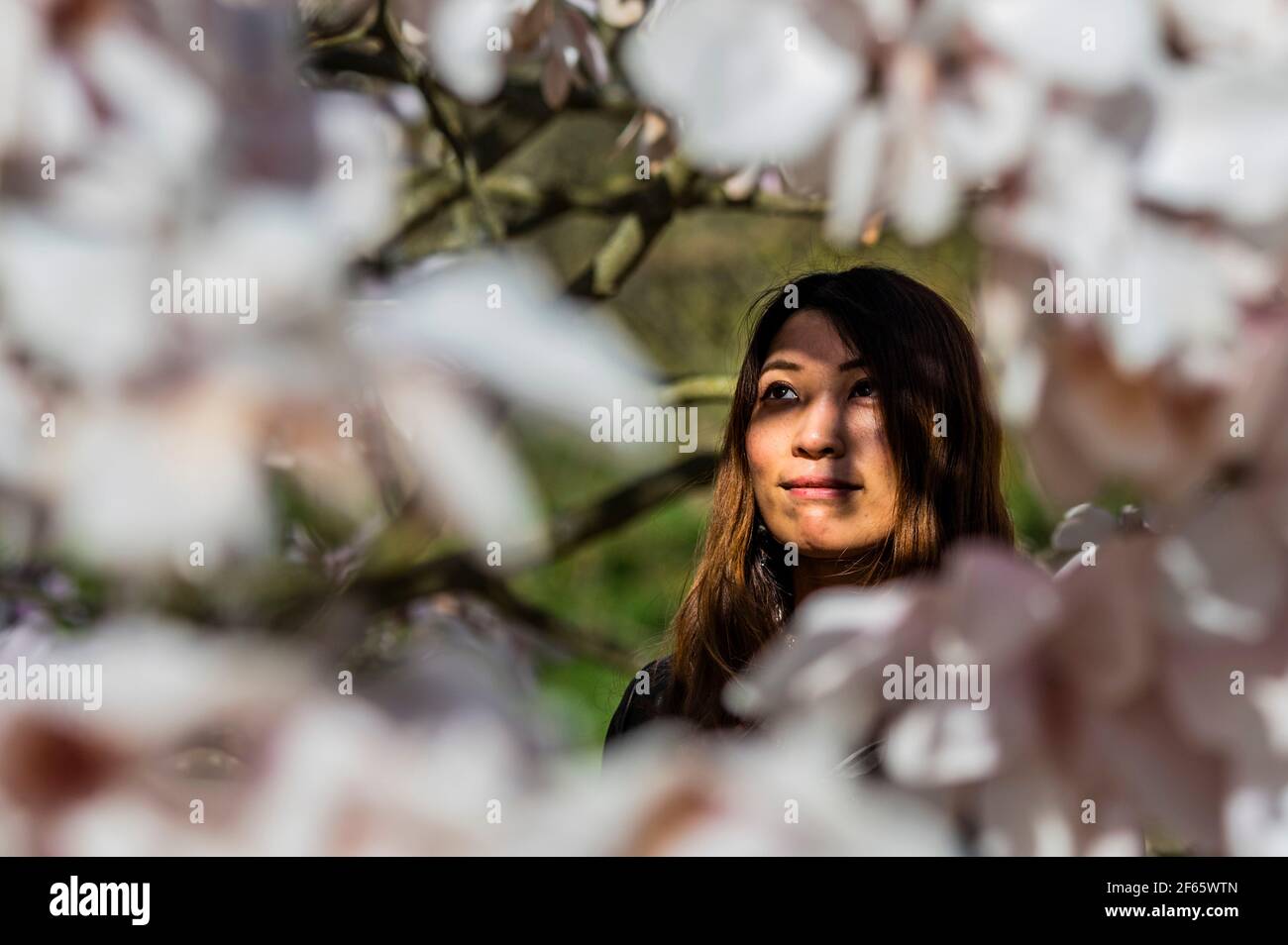 London, UK. 30th Mar, 2021. Spring sun in Kew gardens with the magnolia Blossom out. Credit: Guy Bell/Alamy Live News Stock Photo
