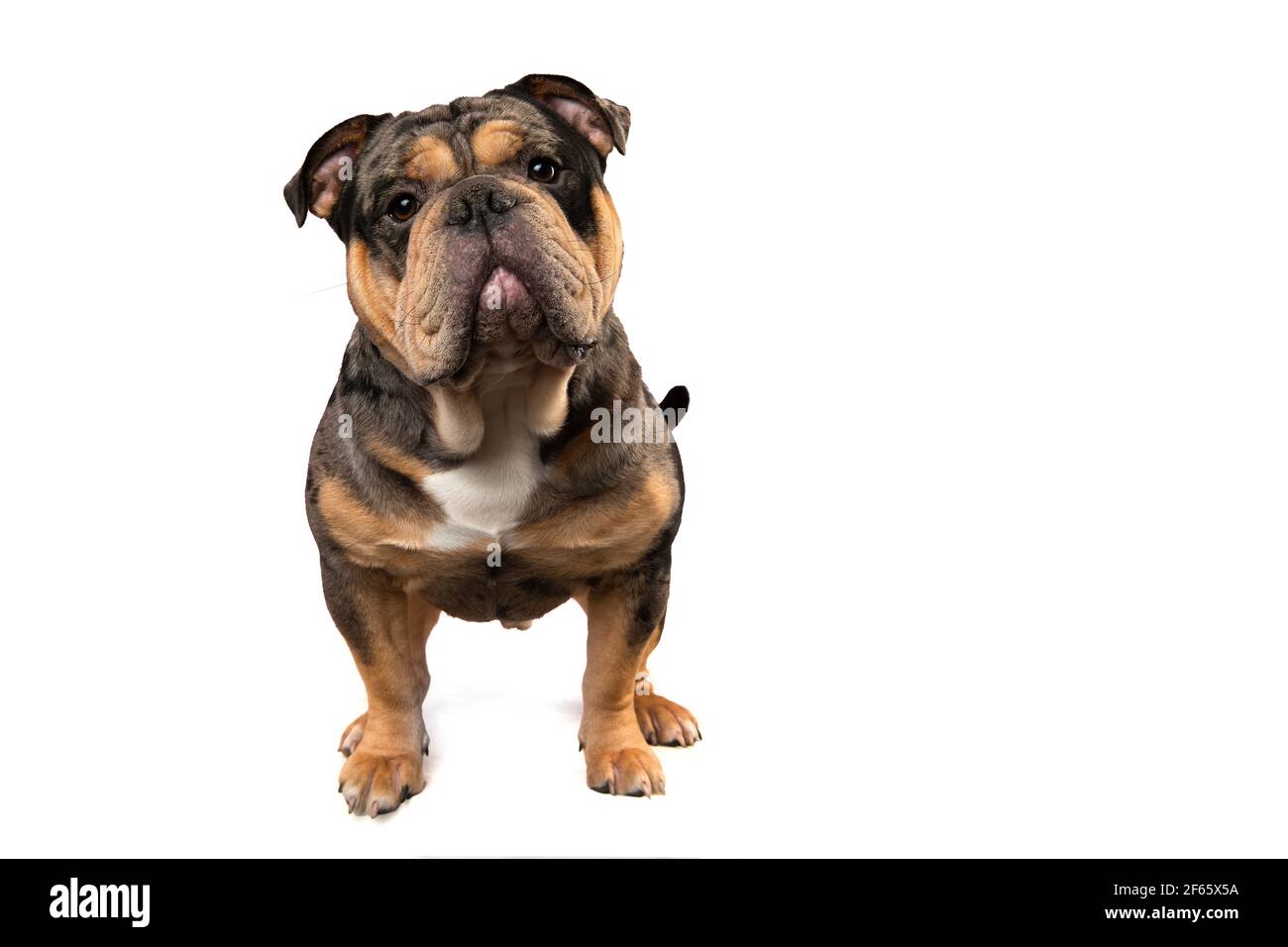 Old english bulldog dog standing and looking at the camera isolated on a white background Stock Photo