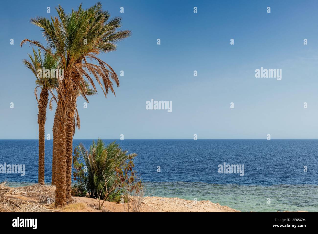 Paradise beach. Sunny beach with palm and turquoise sea. Stock Photo