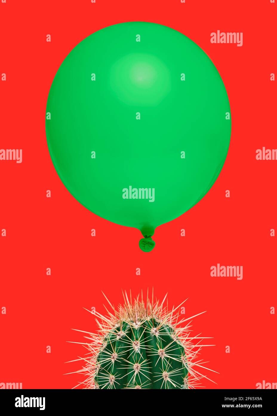 Cactus plant on a bright red background with above it floating a green balloon as a concept for something which could go wrong fast easily Stock Photo