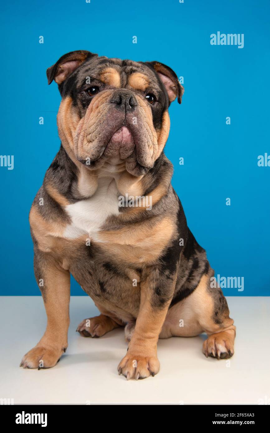 Old english bulldog dog sitting and looking away on a blue background Stock Photo