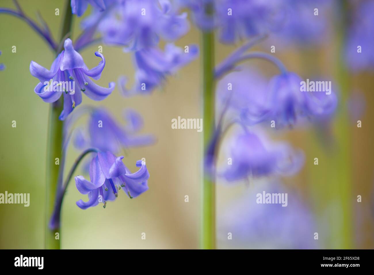 Close-up of blooming wild blue hyacinths Stock Photo