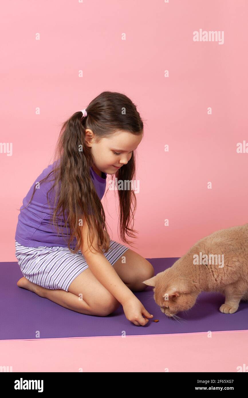 full-length portrait of girl with ponytails in purple T-shirt and shorts feeding a pad of dry food to a red British cat, isolated on a pink background Stock Photo