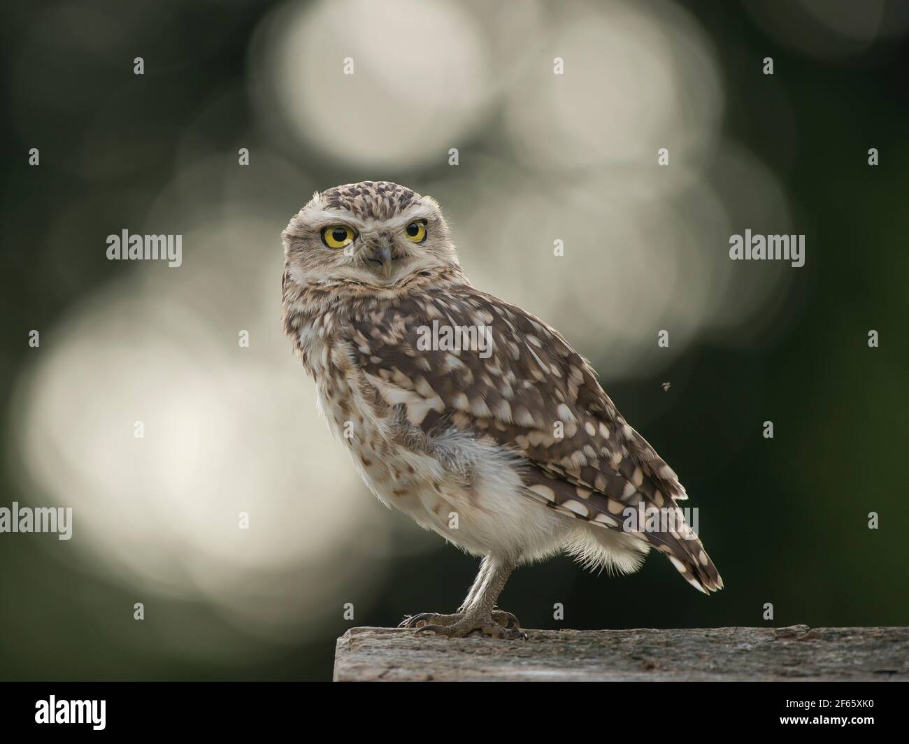 Burrowing owl seen from the side on a natural green background with bokeh Stock Photo