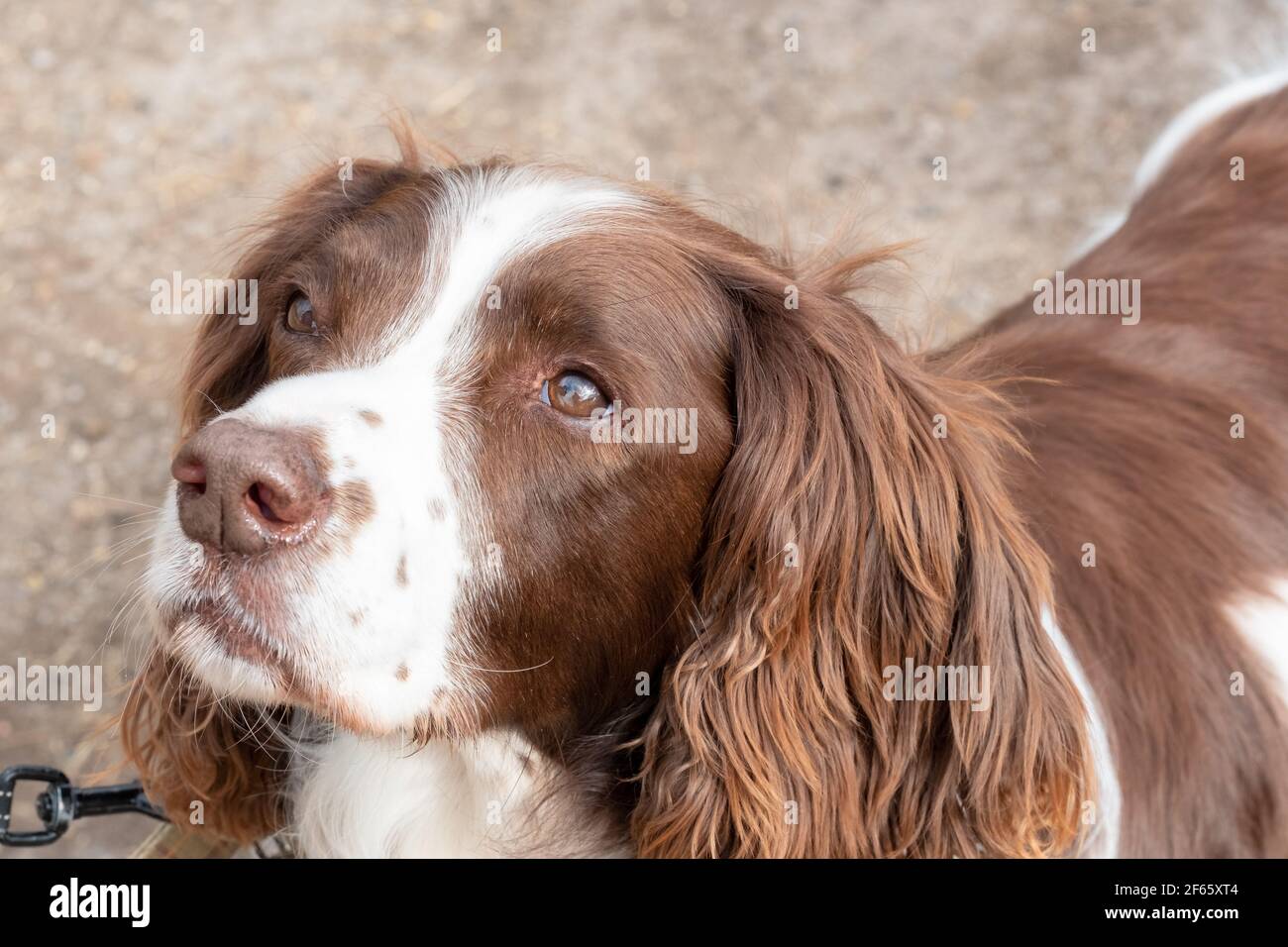 Portrait view of a senior Springer Spaniel. Seen looking at his owner while at for his gentle exercise. Stock Photo