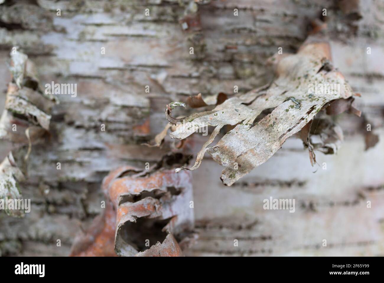 Close view of a long piece of bark shedding from a white birch tree. Stock Photo