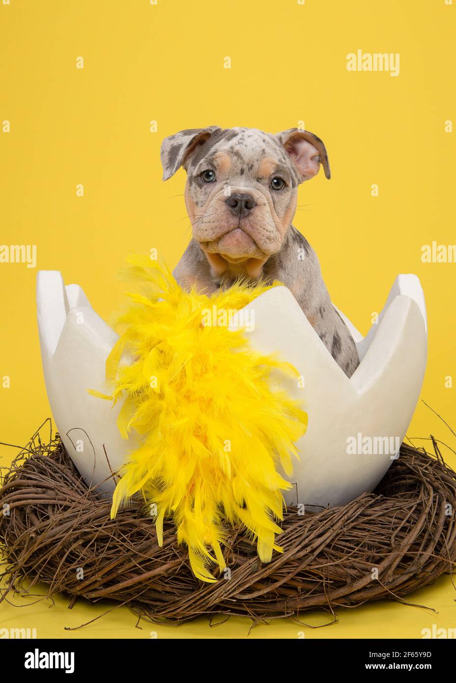 Cute old english bulldog puppy in a huge easter bird nest with yellow feathers on a yellow background Stock Photo