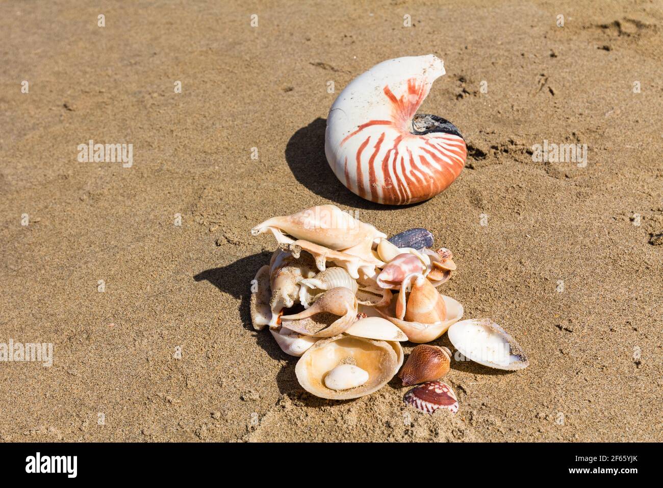 Group of colorful sea shells on sand taken at the secluded beach of Palawan Philippines. Asian sea shells. Stock Photo