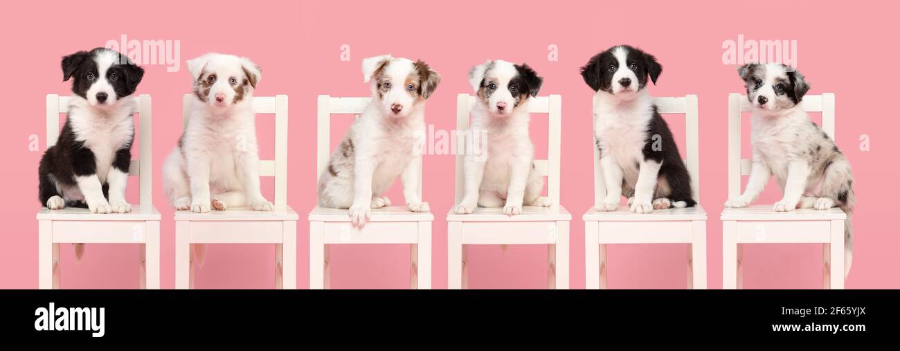 Group of six cute border collie puppy dogs sitting on a white wooden chair on a pink background looking at the camera Stock Photo