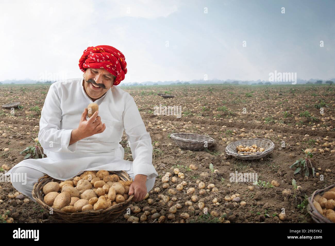 Indian Man harvesting potatoes with basket in his field Stock Photo