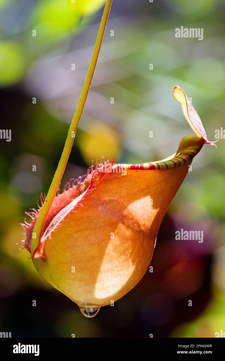 Nepenthes rafflesiana exotic carnivorous plant Stock Photo - Alamy