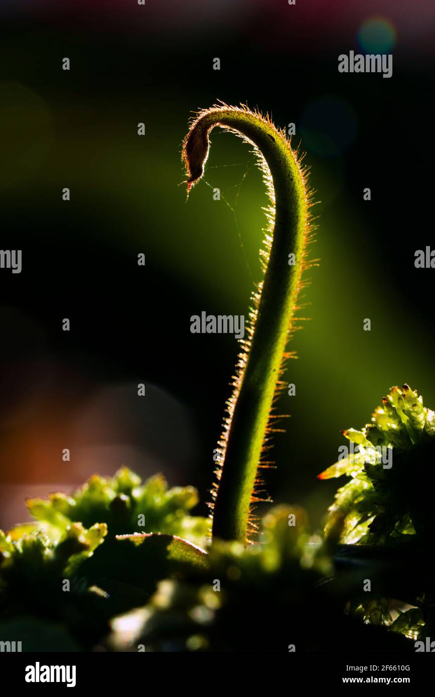 Carnivorous plant in the bog (natural environment). Drosera anglica - English sundew or great sundew. Stock Photo