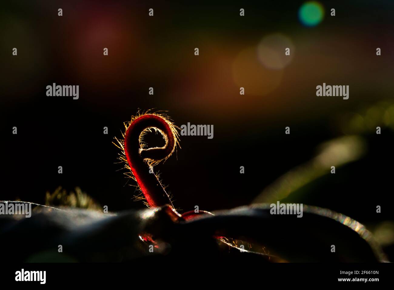Carnivorous plant in the bog (natural environment). Drosera anglica - English sundew or great sundew. Stock Photo