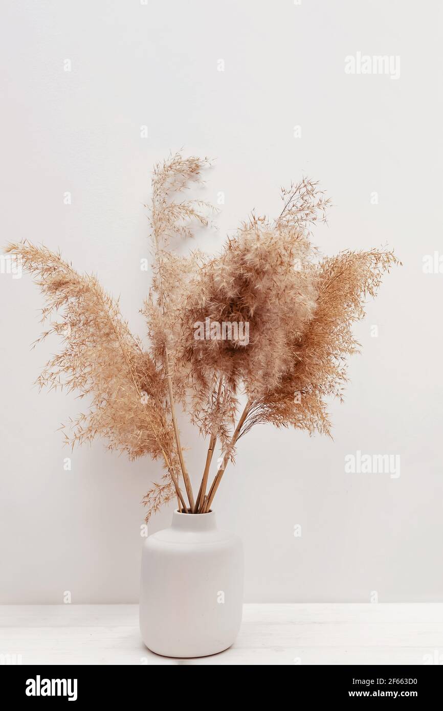 Pampas grass in a vase near white wall Stock Photo Alamy