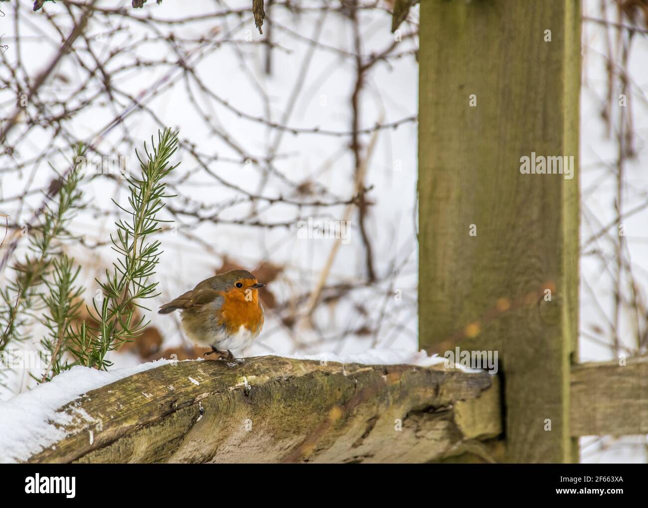 Prety Robi Pretty Robin Redbreast High Resolution Stock Photography and Images - Alamy