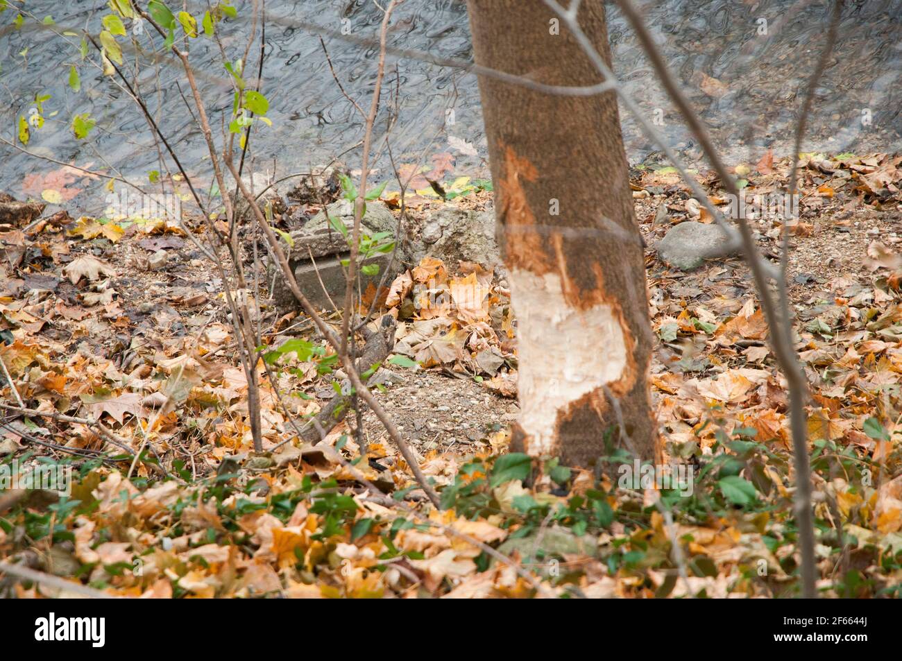 Small tree base gnawed on by busy beaver Stock Photo