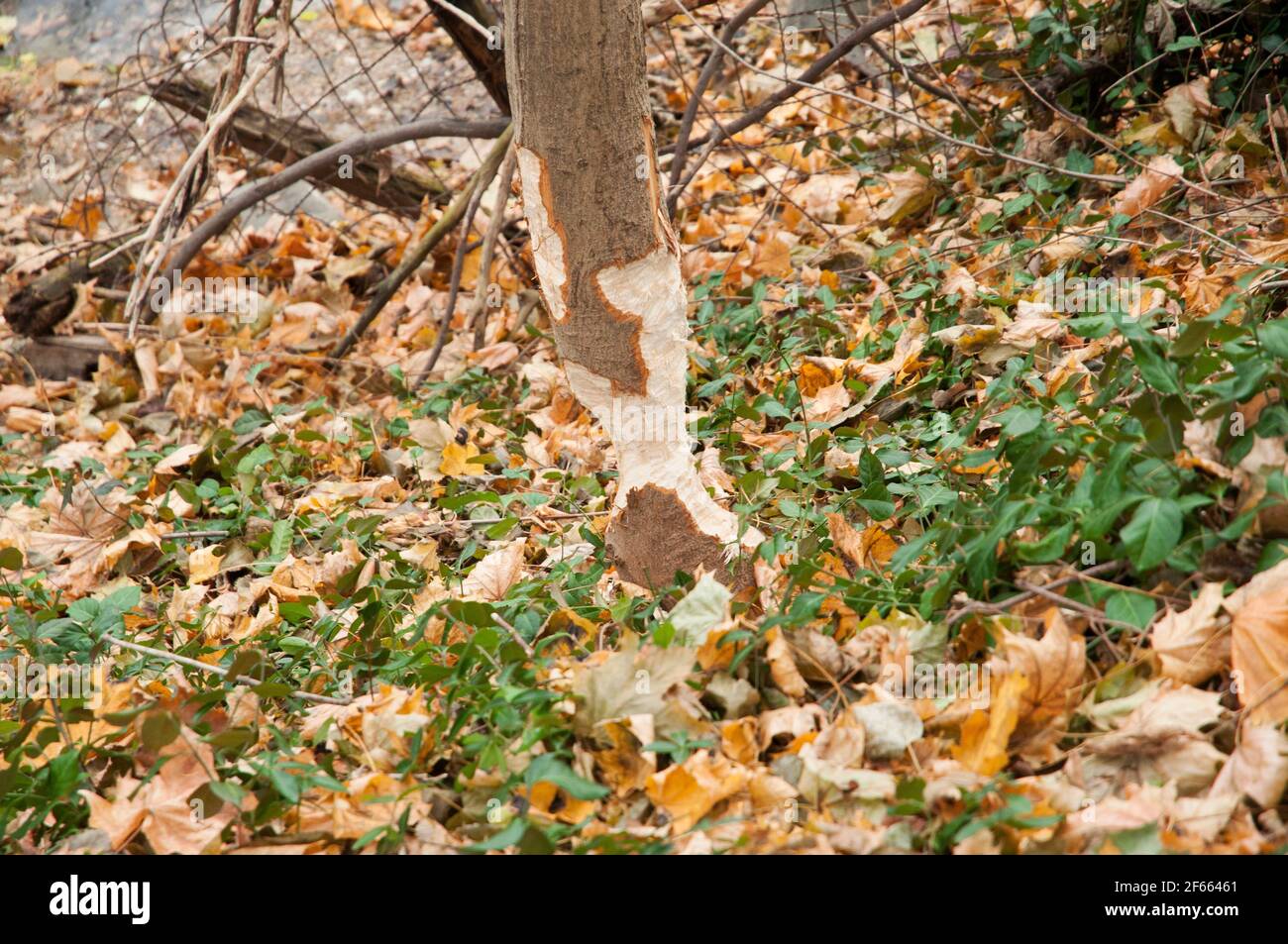 Small tree base gnawed on by busy beaver Stock Photo